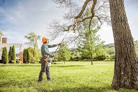 Best Tree Preservation Services  in Monee, IL